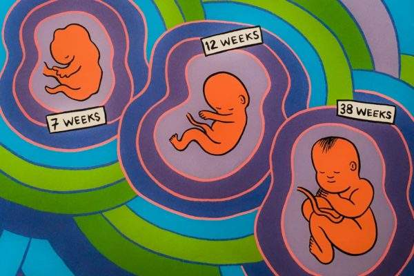 fetus gestation illustration 7, 12, 38 weeks