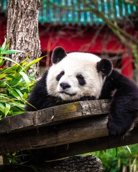 relaxed panda