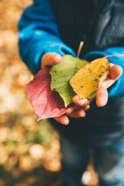 child holding colorful autumn leaves