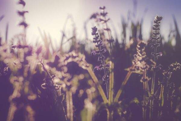lavendar blooms