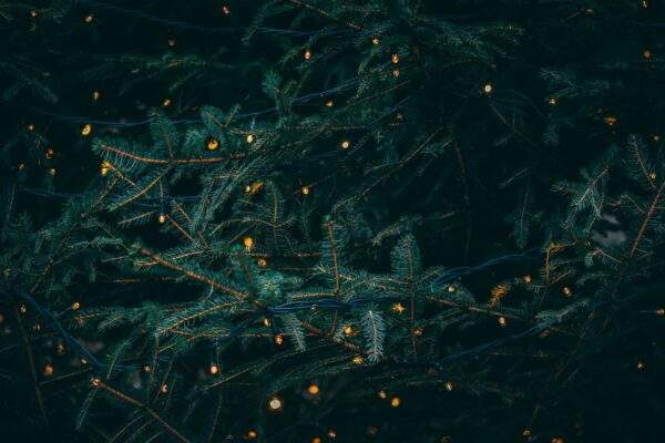 electric christmas lights on a tree